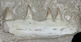 Mosasaur (Eremiasaurus) Jaw Section #50796-5